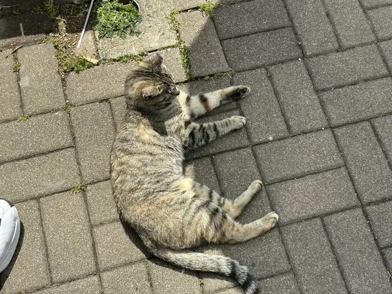 화성 공룡알 화석산지, 화성국가지질공원 탐방 후기-7