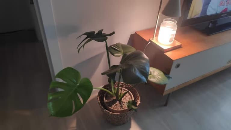 업로드된 이미지