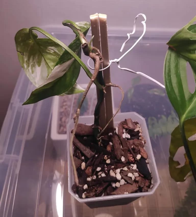 다이소 리빙박스로 온실 만들기-3