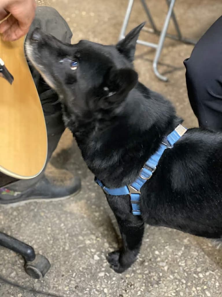 독특한 기타를 찾는 이들을 위한 지침서-4