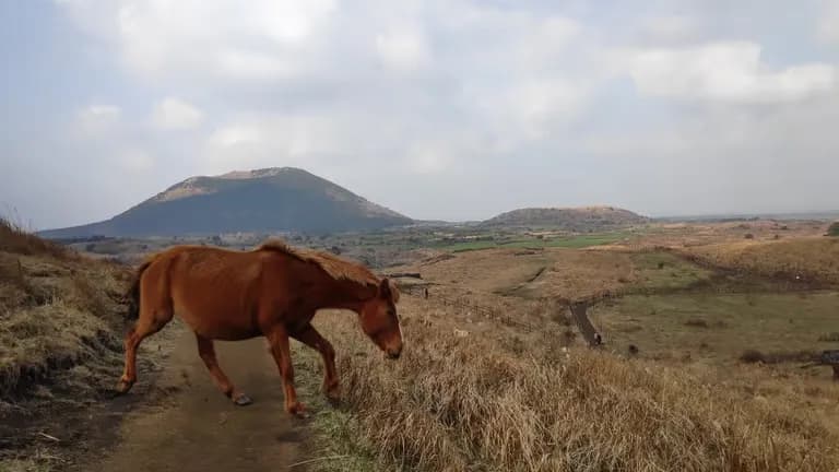 제주도 동쪽 오름 추천-11