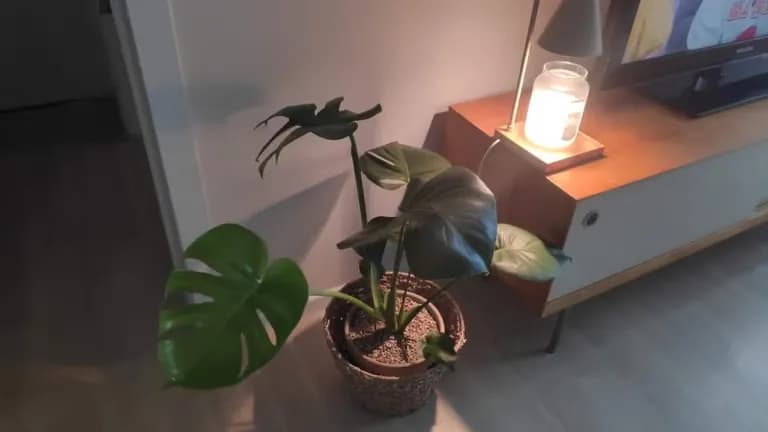 식물용 LED가 당신에게 필요 없는 이유-5