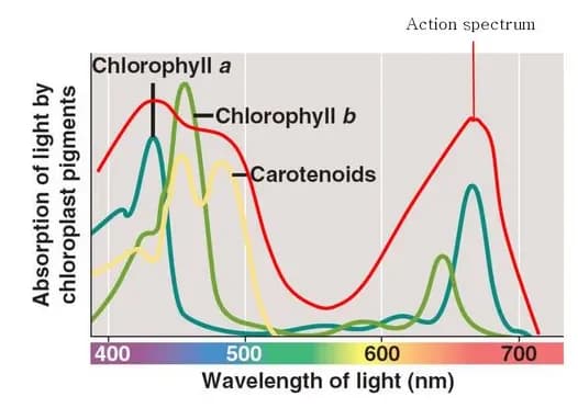 식물용 LED가 당신에게 필요 없는 이유-3